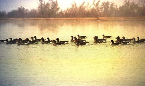 Kebun binatang di seluruh Amerika Utara memindahkan kawanan burung ke dalam ruangan untuk menjauh dari manusia dan satwa liar. Petugas mencoba melindungi hewan tersebut dari flu burung yang sangat menular dan berpotensi mematikan.