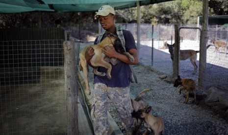 Anjing Belgia Malinois