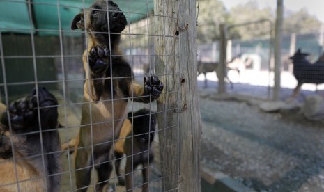 Anjing Belgia Malinois