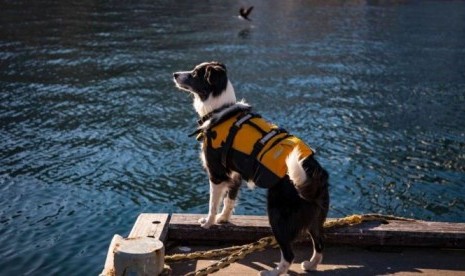 Anjing bernama Bailey menjaga kapal milik museum di Australia dari burung camar.