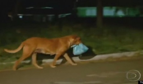 Anjing bernama Lilicia membawa bungkus makanan