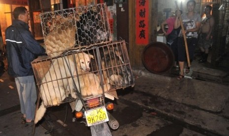 Anjing dikirim ke toko untuk dimasak pada Festival Yulin, Cina