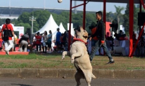 Anjing (ilustrasi).