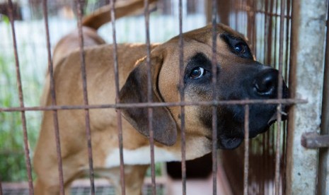 Anjing (ilustrasi). Direktorat Reserse Kriminal Khusus (Ditreskrimsus) Kepolisian Daerah Bali sedang menyelidiki identitas perempuan yang menyeret seekor anjing yang masih hidup di jalan raya pakai motor. 