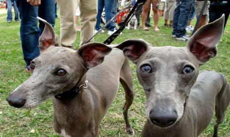 Anjing jenis italian greyhound. Seekor anjing jenis ini tertular cacar monyet setelah menjilat majikannya yang terinfeksi virus monkeypox.