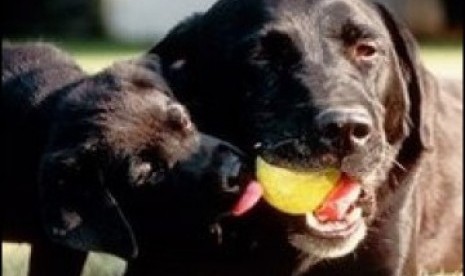 Anjing Labrador. Peneliti di Inggris akan menggunakan penciuman anjing untuk mendeteksi pasien terpapar corona.