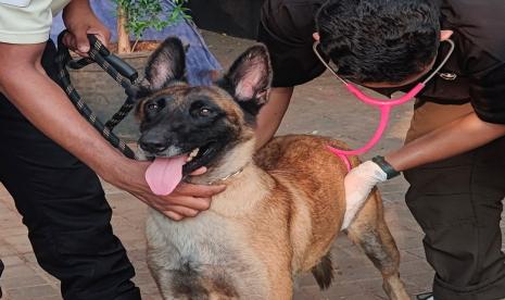 Anjing pelacak bernama Fay berusia dua tahun yang dianiaya sekuriti Plaza Indonesia.