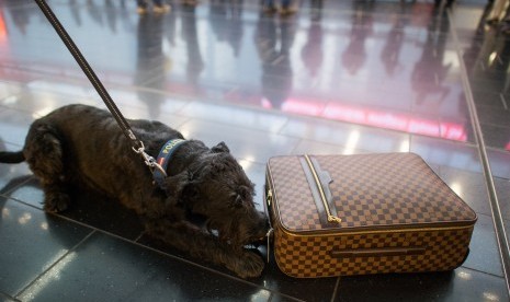 Arab Saudi Kerahkan Anjing Pelacak Virus Corona di Bandara