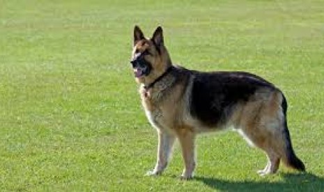 Anjing pelacak jenis German Shepherd.