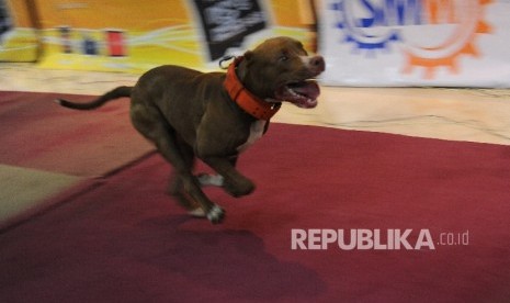 Anjing Pitbull