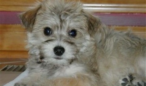 Anjing Terrier Cross 