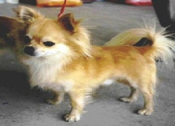 Anjing Chihuahua