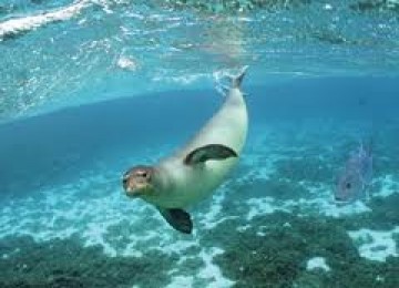 Anjing laut di Papahanaumokuakea, Hawai