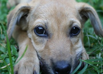 Anjing, salah satu hewan peliharaan penular rabies, selain kucing dan kera