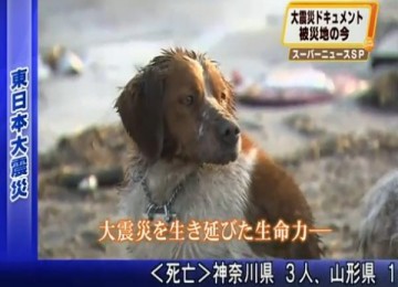 Anjing yang selamat dari tsunami