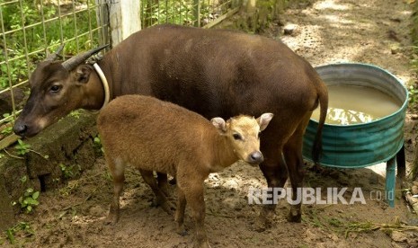 Anoa (ilustrasi). Keberadaan satwa endemik  anoa di dalam kawasan konservasi Taman Nasional Lore Lindi (TNLL)  semakin berkurang.