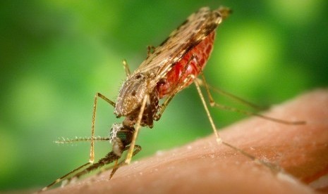 Anopheles albimanus mosquito is a vector of malaria. (photo file)