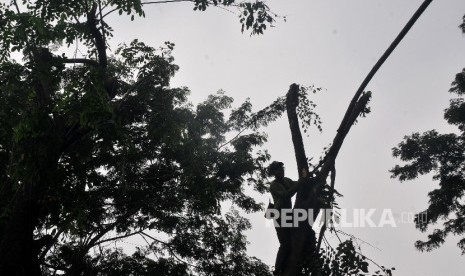 Ilustrasi penebangan pohon.