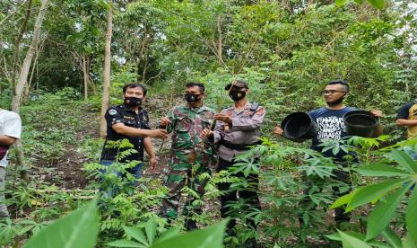 Aparat menyita lima batang pohon ganja di Desa Batukaras, Kecamatan Cijulang, Kabupaten Pangandaran. 