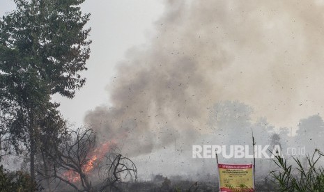 Api kembali menyala membakar ranting pohon (ilustrasi) 