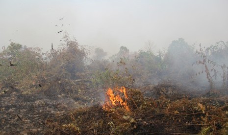 Api membakar semak belukar yang kering di lahan gambut dekat permukiman warga di Kecamatan Dumai Timur, Kota Dumai, Riau, Kamis (7/3/2019). 