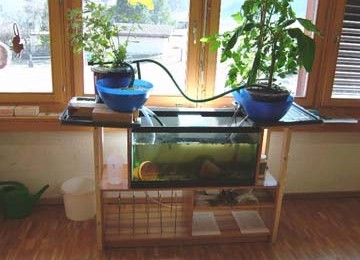 Aquaponic