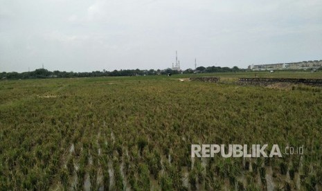 Area pertanian Banjir Kanal Timur, Cakung Timur, Jakarta Timur. Rabu (24/1).