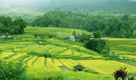 Area pertanian di Bali dengan sistem irigasi Subak (ilustrasi)