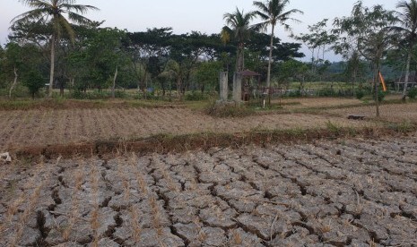 Areal lahan sawah milik petani yang mengalami kekeringan di Bukit Pathuk Gunung Kidul, Daerah Istimewa Yogyakarta.