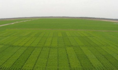 A paddy field