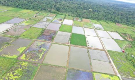 Areal sawah di Teluk Bintuni, Papua Barat (ilustrasi). Pemuda yang tergabung dalam PMI bantu penanaman pangan di Papua 