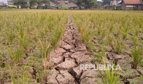 (ILUSTRASI) Lahan pertanian kekeringan.