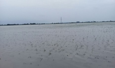 Areal tanaman padi di Kecamatan kapetakan, Kabupaten Cirebon berubah layaknya sungai akibat terendam banjir, Kamis (26/1). (ilustrasi)