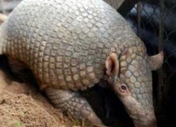 Armadillo Brazil