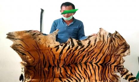 Kulit Harimau Sumatra 