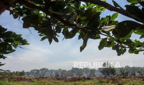 Asap mengepul dari lahan gambut yang terbakar. Pemerintah melalui Badan Restorasi Gambut dan Mangrove (BRGM) bekerja sama dengan Badan Nasional Penanggulangan Bencana (BNPB) telah menyiapkan upaya untuk mencegah kebakaran lahan gambut melalui teknologi modifikasi cuaca./ilustrasi