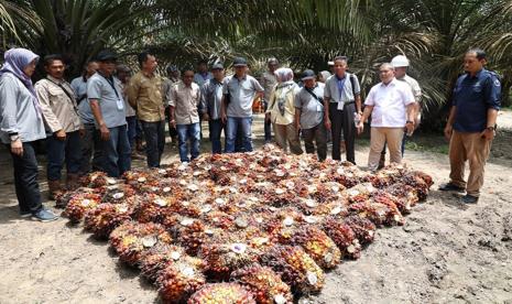 Asosiasi Petani Kelapa Sawit Perkebunan Inti Rakyat (Aspekpir) serta pengurus sejumlah koperasi produsen sawit Kalimantan Barat yang menaungi ratusan petani sawit di wilayahnya mempelajari pola kemitraan yang dilangsungkan PTPN IV PalmCo Regional 3 Provinsi Riau.