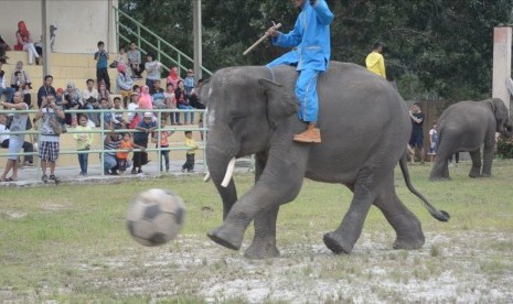 Atraksi gajah di Taman Nasional Way Kambas