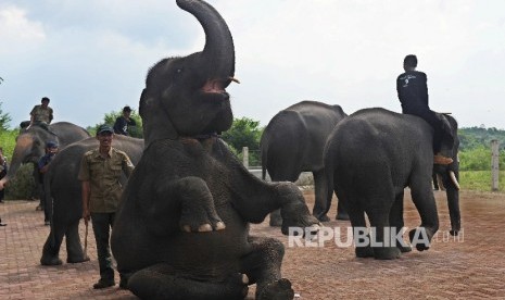 Atraksi gajah ditampilkan di Taman Nasional Way Kambas (TNWK).