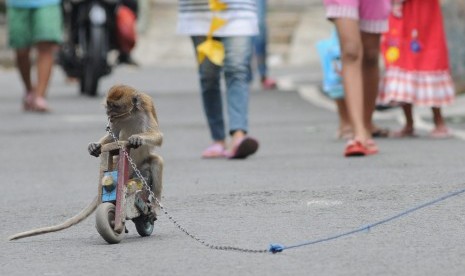 Atraksi pengamen keliling dengan menggunakan kera ekor panjang ditonton anak-anak di permukiman padat penduduk Cempaka Putih, Jakarta Pusat, Kamis (5/4). (Republika/Aditya Pradana Putra)