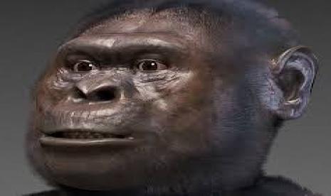 Australopithecus afarensis.