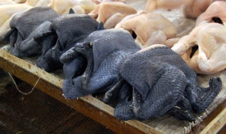 Ayam berdaging hitam.