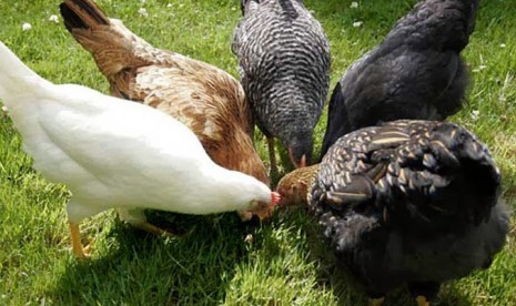 Ayam kampung.