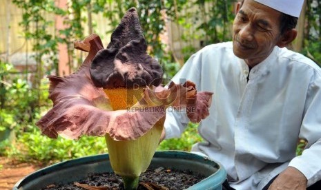 Abeh Sa'ari saat memperhatikan sekuntum bunga bangkai (Amorphophallus Titanium Becc) koleksinya yang tumbuh di halaman rumahnya di Cipinang Muara, Jatinegara, Jakarta Timur, Rabu (10/10).   (Rakhmawaty La'lang)