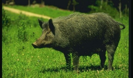 Cara mengusir babi dari kebun jagung