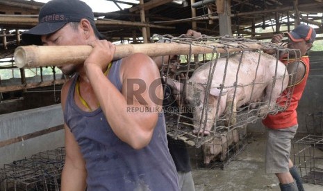 Ternak babi. Karantina Pertanian Lampung perketat pengawasan untuk memitigasi risiko penyebaran penyakit demam babi afrika.