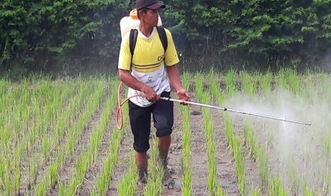 Babinsa dan PPL melaksankan pendampingan pengendalian serangan hama wereng coklat di lahan Kelompok Tani Ngudi Rejeki Desa Kaliwining.