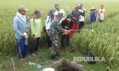 Babinsa menampu dan Babinsa Karang Duren dampingi petani kendalikan hama wereng yang mengancam tanaman padi petani.