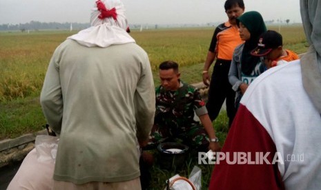 Babinsa menampu dan Babinsa Karang Duren dampingi petani kendalikan hama wereng yang mengancam tanaman padi petani.