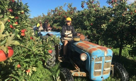 Backpacker sedang bekerja di sebuah pertanian di dekat Stanthorpe, Queensland.